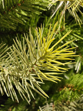 ÁRVORE PINHEIRO REALISTA LISBOA 1484 GALHOS 2,10CM