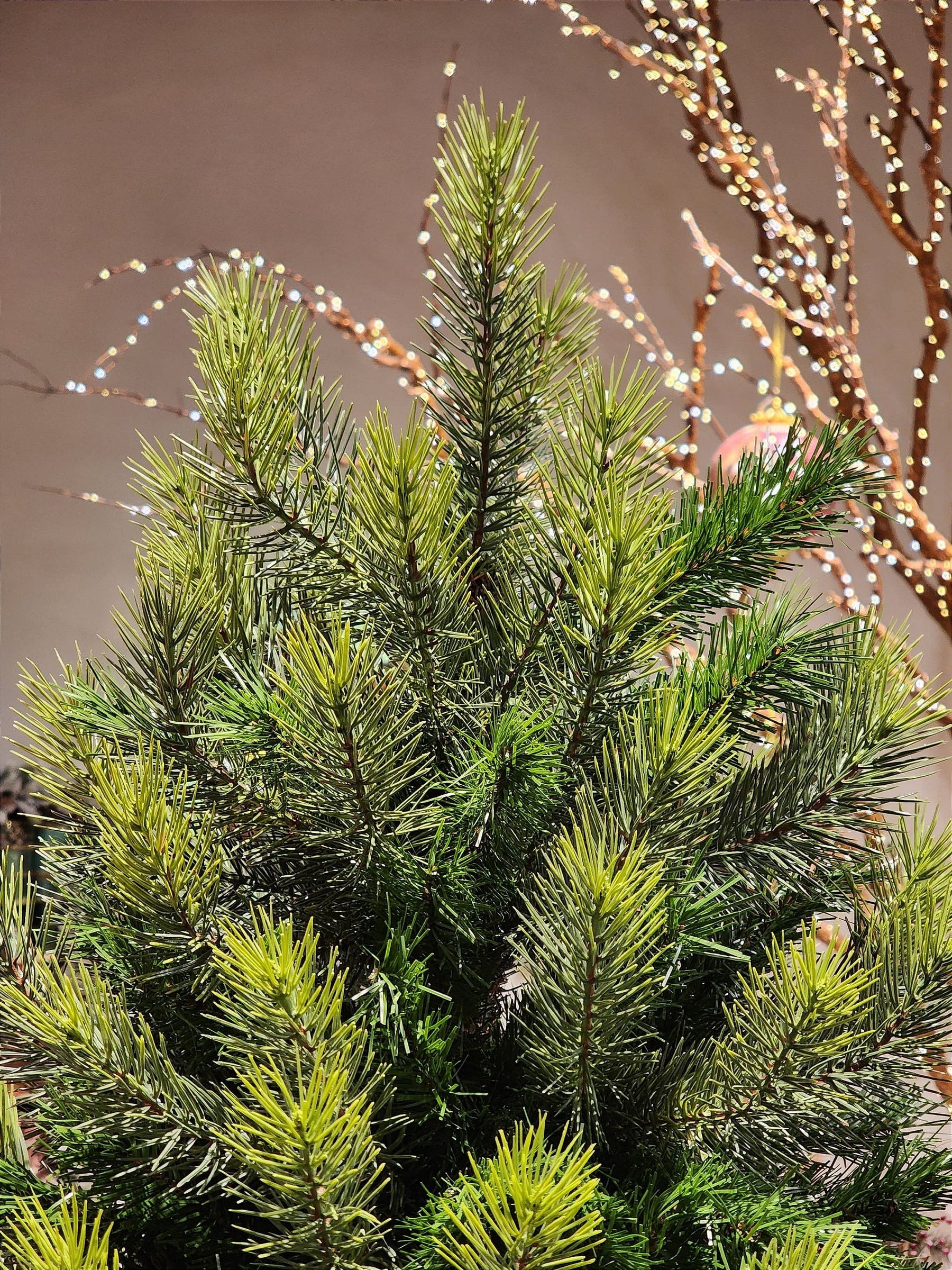 ÁRVORE PINHEIRO REALISTA LISBOA 1484 GALHOS 2,10CM