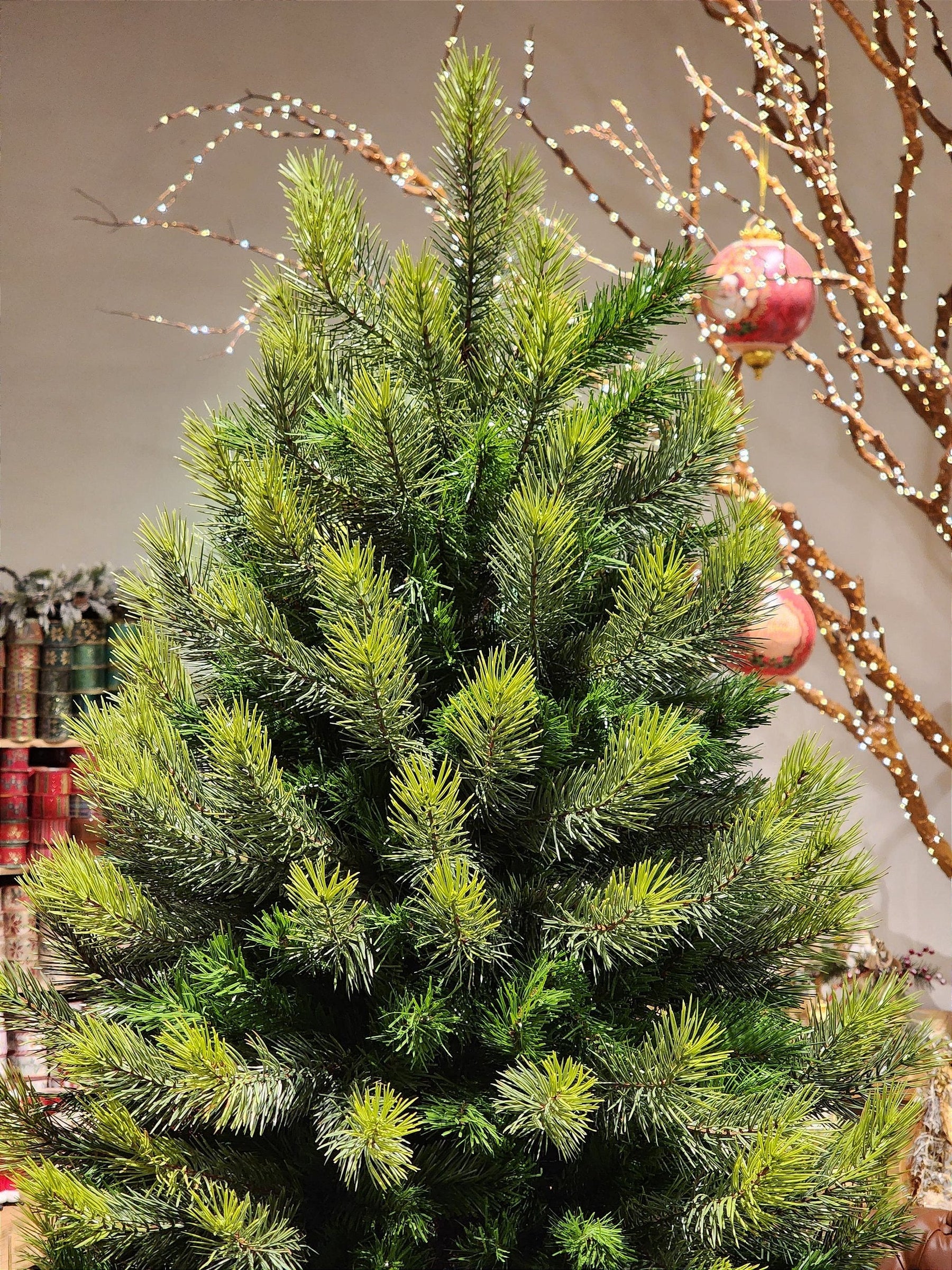 ÁRVORE PINHEIRO REALISTA LISBOA 1484 GALHOS 2,10CM