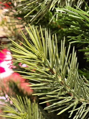 ÁRVORE PINHEIRO REALISTA LISBOA 1484 GALHOS 2,10CM